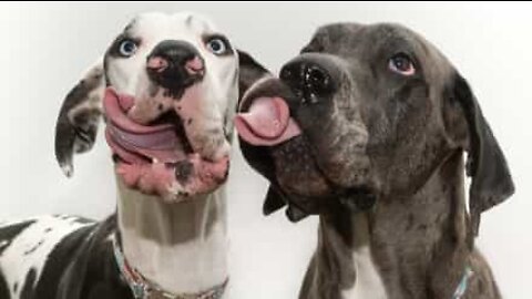 These goofy dogs are simply tongue-tastic!