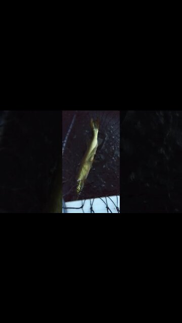 Musky catch on top water bait. 9-30-2021 Arrowhead Resort Mercer Wi.