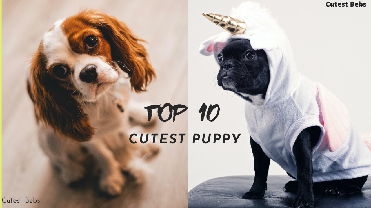 Top 10 Cutest Puppy In The World You Ever Seen || TOP 10 Kind Of Breeds Of UNIQUE DOGS