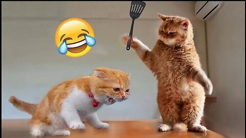 #-🤣Cats and Dogs Caught in Funny Situations-🤩