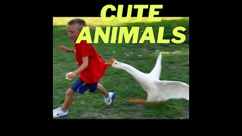 cute and fun cute animals 2