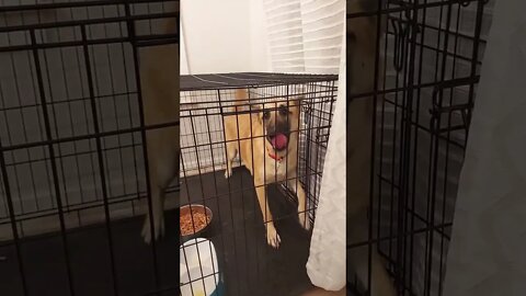 Cute Dog