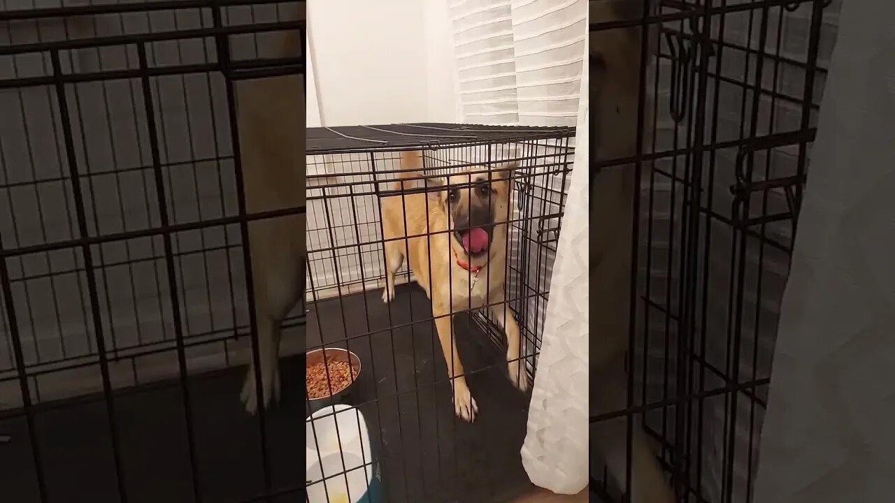 Cute Dog
