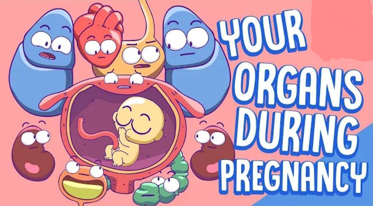 Your Organs During Pregnancy 💓