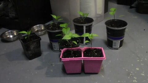 single seed challenge update #2 with a surprise finding.