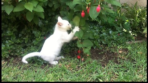 Best Funny baby Cat.