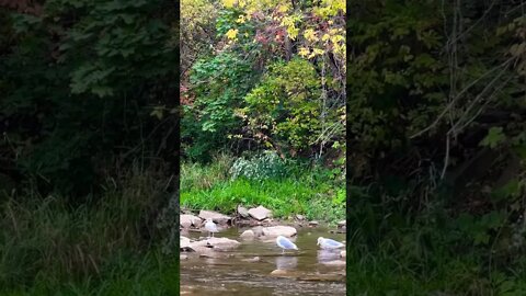 I'm a pretty gull. I'm the cleanest! | Bird Bathing in Credit River | Credit River Sounds