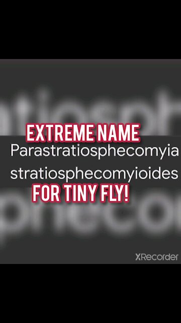 Parastratiosphecomyia is really crazy!
