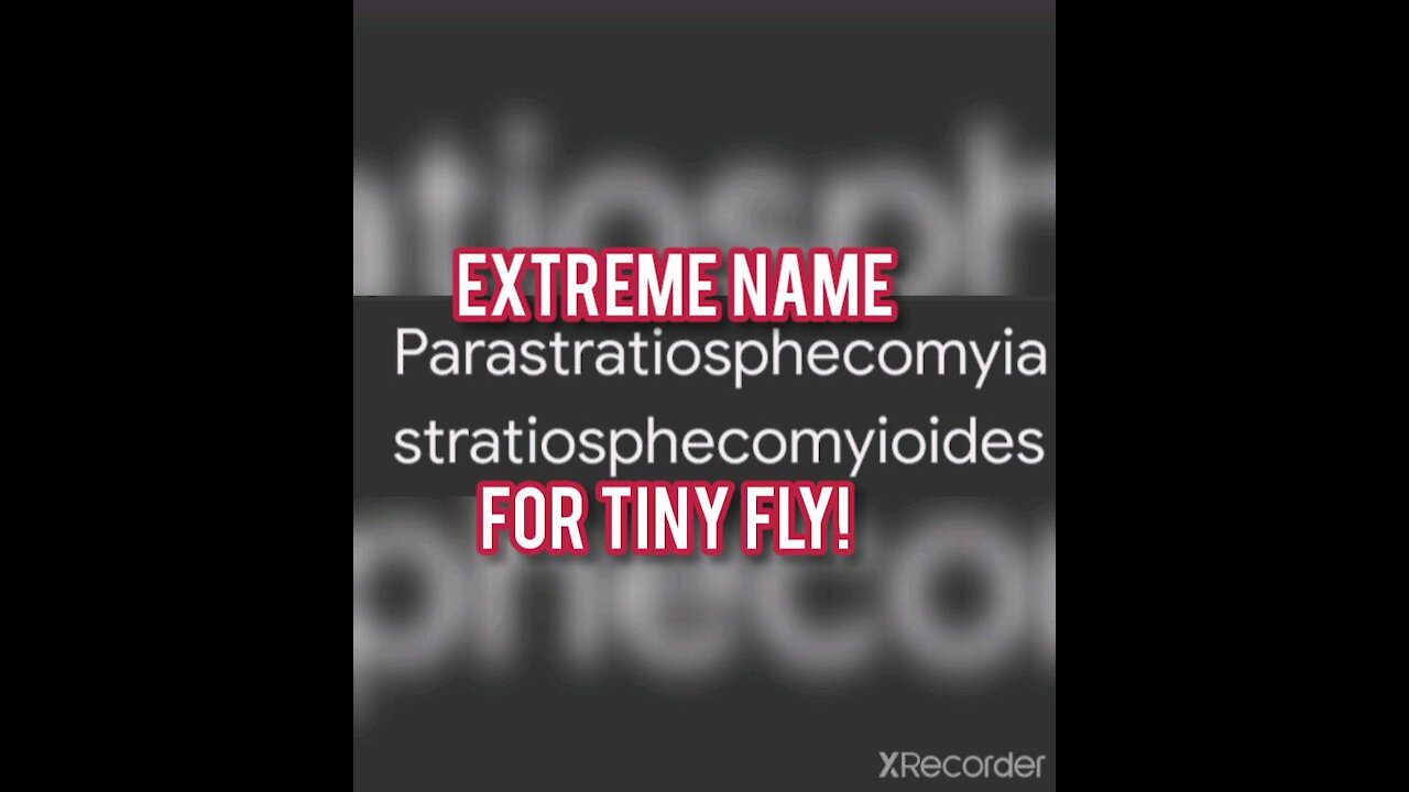 Parastratiosphecomyia is really crazy!