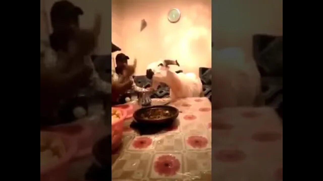 Sheep eat tajin and drink tea🤣😂😅خروف يأكل الطاجين و يشرب الشاي