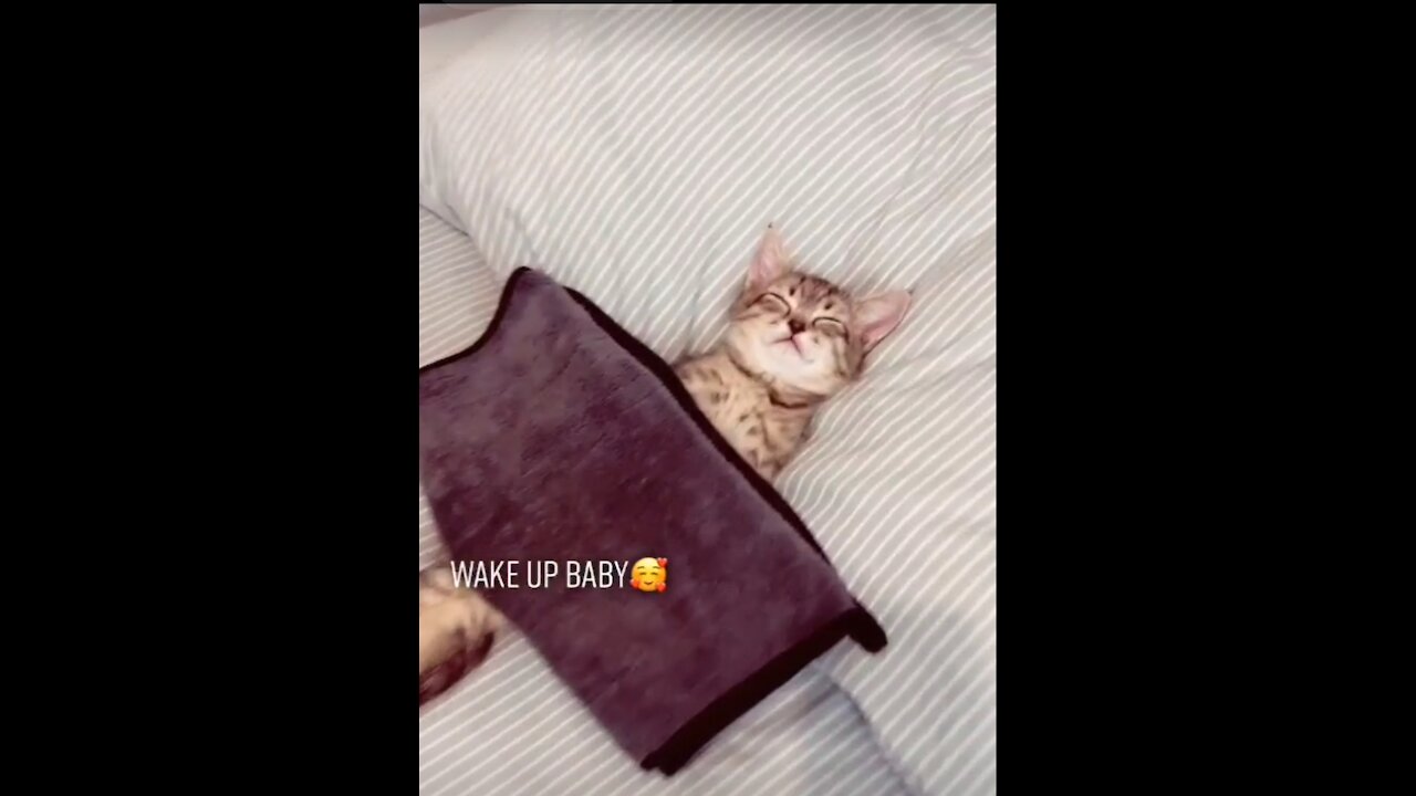 wake up its time for school 🐈