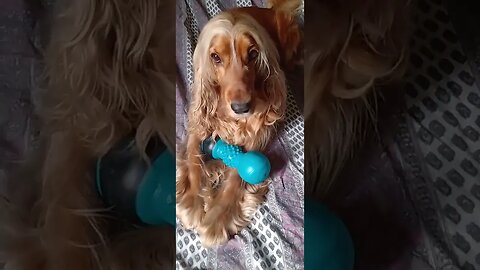 #dogshow , #animals , #dogs , #shorts