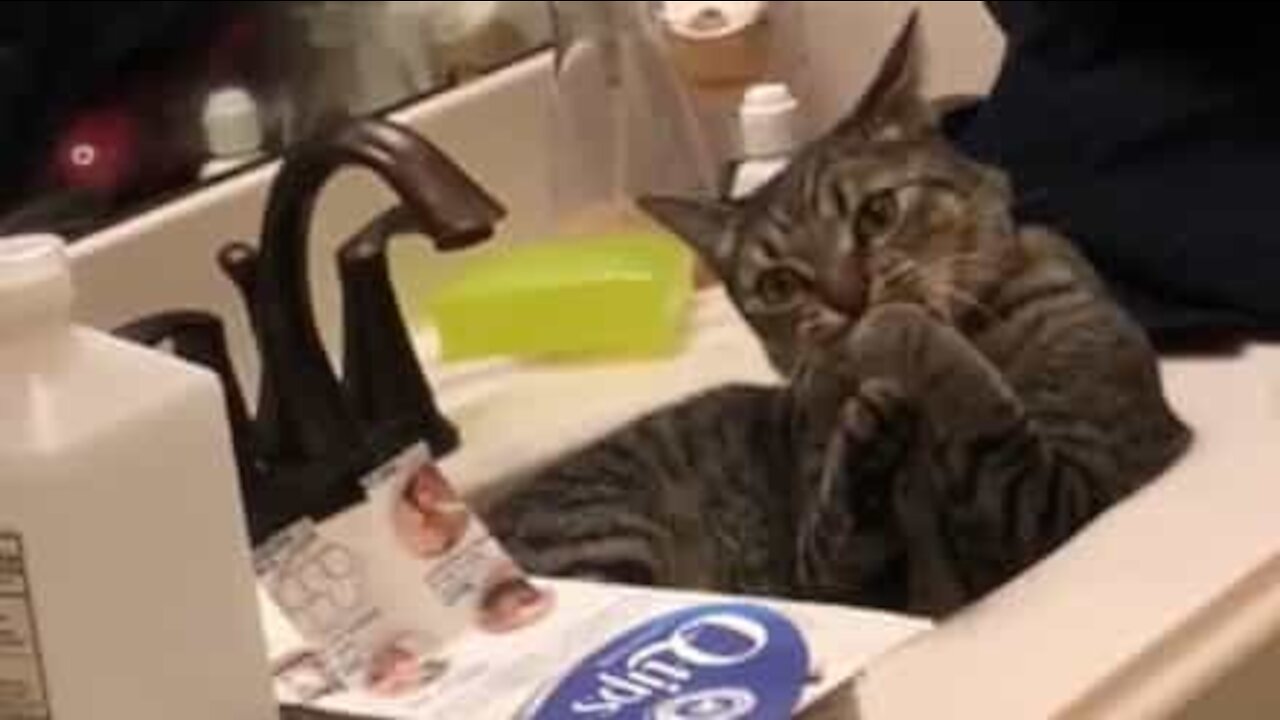 A queda deste gato prova que nem sempre aterram de pé
