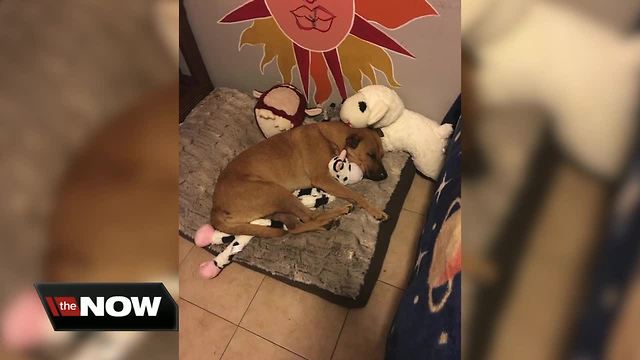 Dog escapes during home invasion near USF, owners asking for help to find her