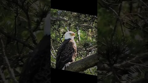 Bald Eagle Showcase