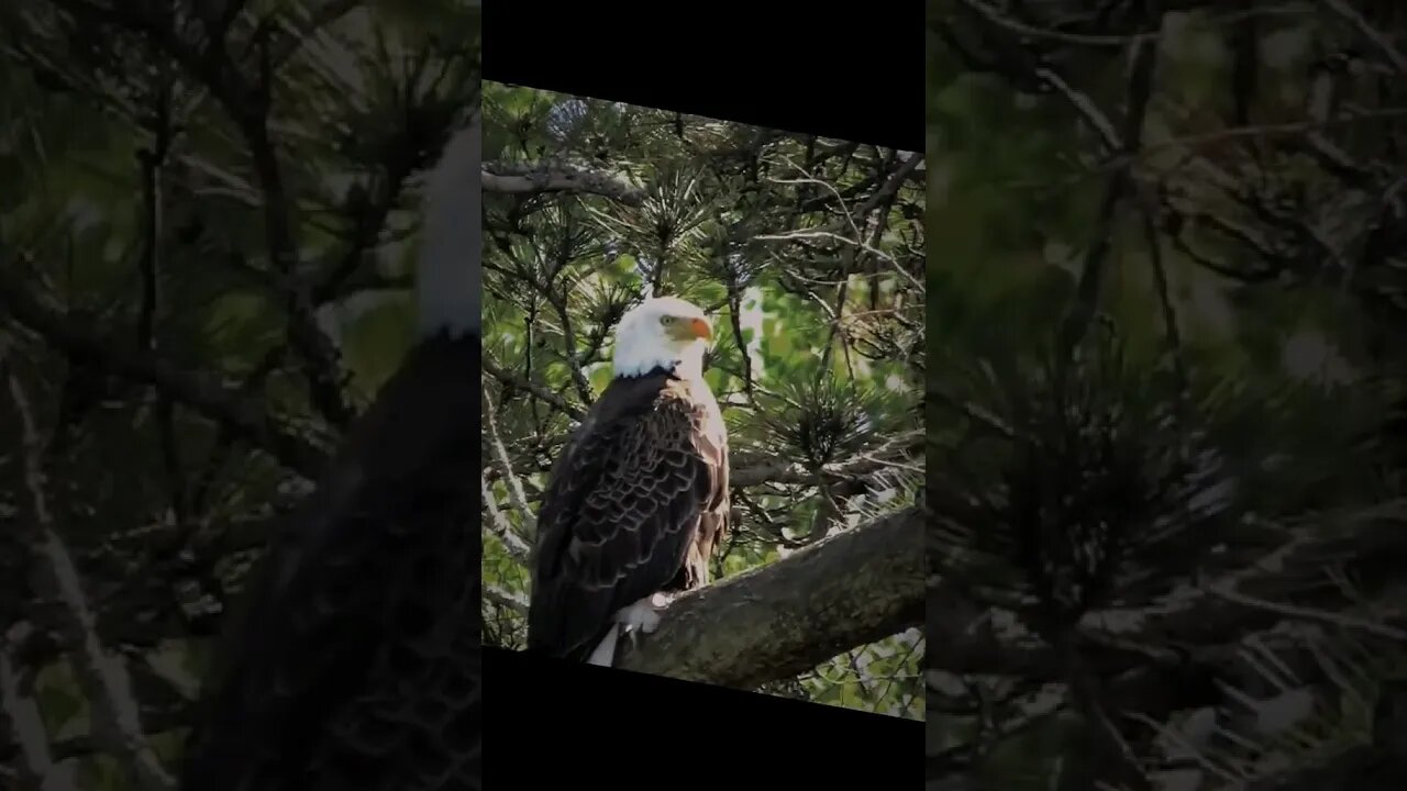 Bald Eagle Showcase