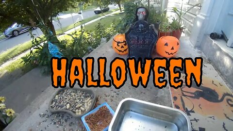 Halloween Live Camera October 10th! 👻🎃