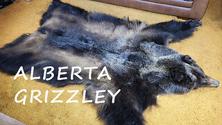 Alberta Grizzly Rug