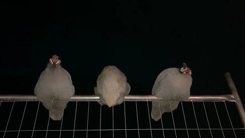 Guinea fowl boys on guard duty ❤️