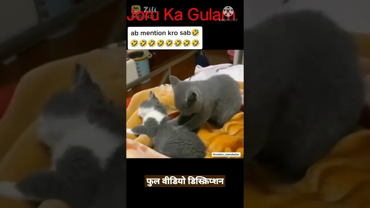 जोरू का गुलाम || dog funny videos || dog tiktok || dog instagram ||dog training