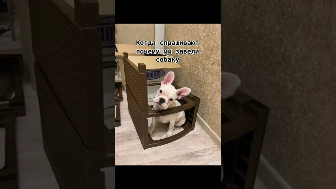 #shorts Смешные Собаки Из Тик Тока 231 Funny Dogs From Tiktok