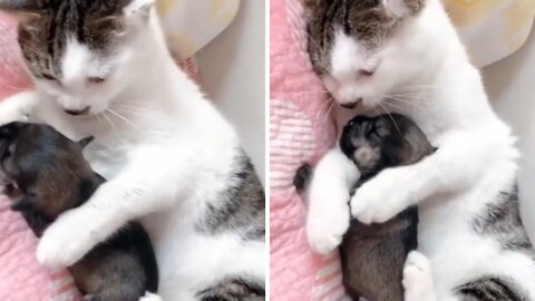 Kitty adopts a puppy and loves him as if he were her own son.