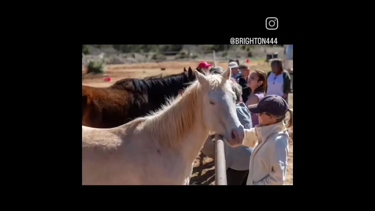 A True North Journey #sedona #truenorth #equineassisted