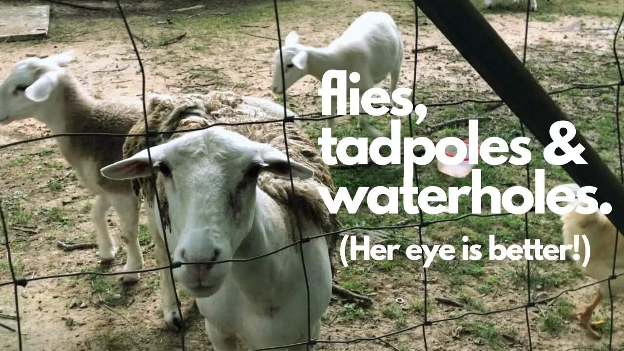 Flies, Tadpoles, & Waterholes | Her eye is better!