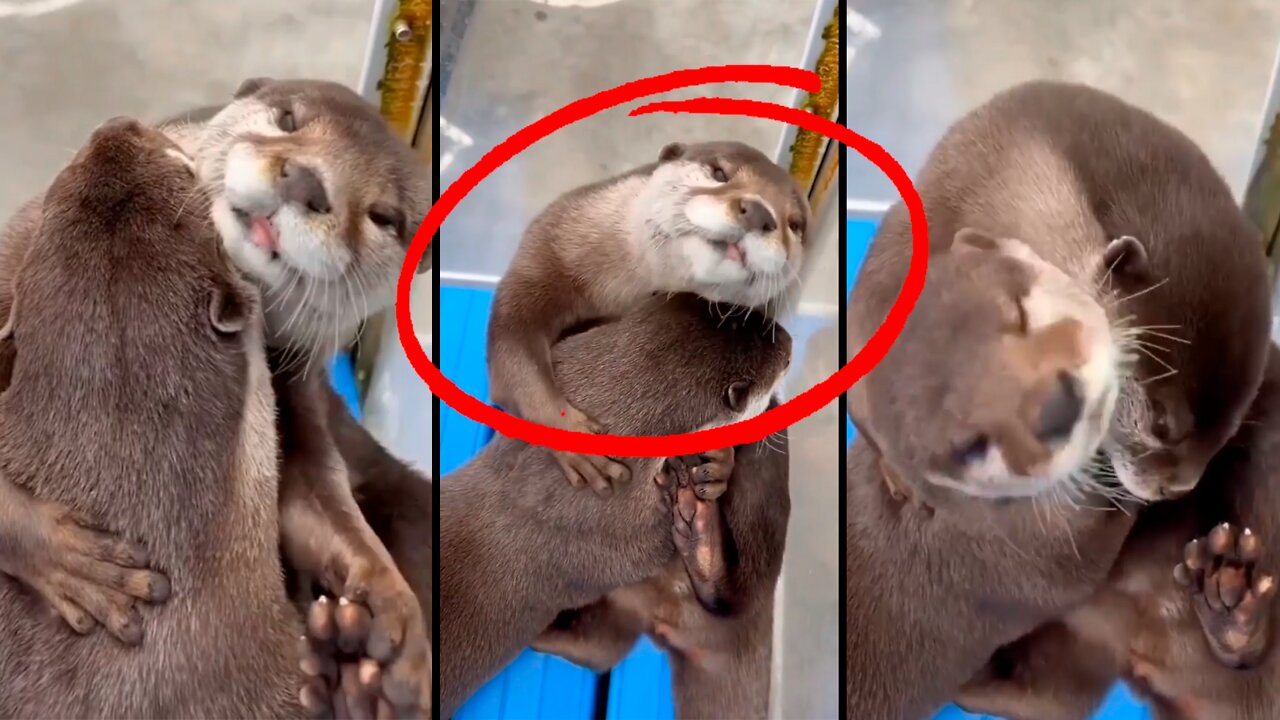 Otters in LOVE 😍🥰