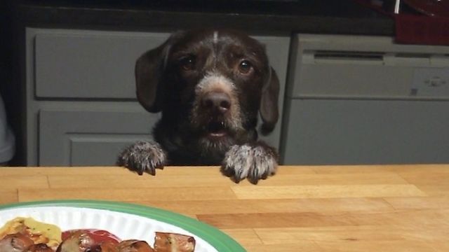 Dog begs for sausage, won't take no for answer