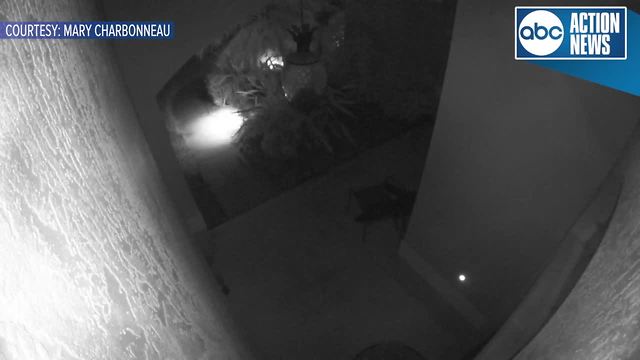 Gator gets tangled in furniture outside Bradenton home