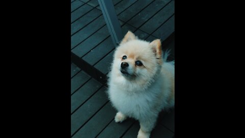 Hungry pomeranian puppy