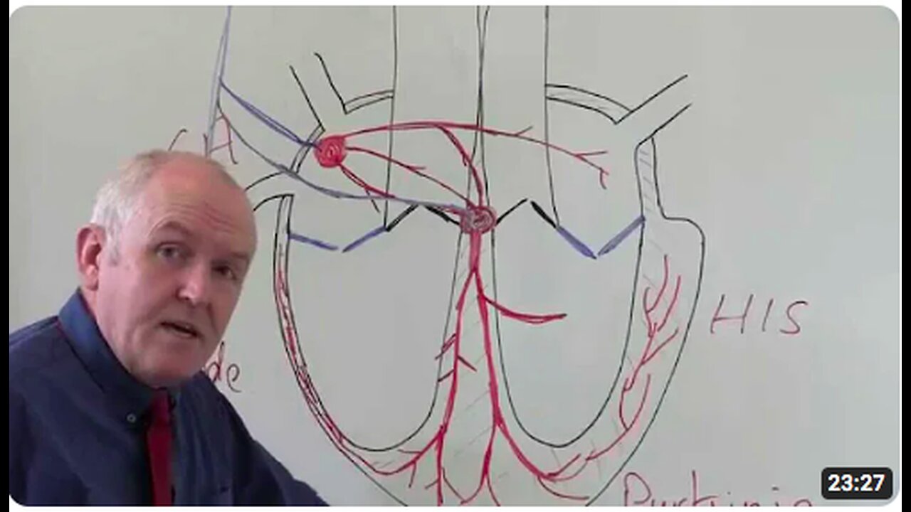 Cardiovascular System 3, Heart, electrical system