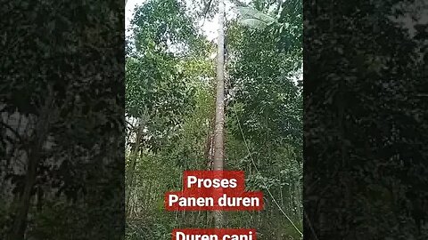 proses panen durian , durian cani