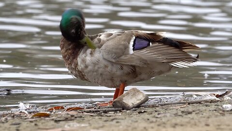 CatTV: Purple Feather Duck Beautiful