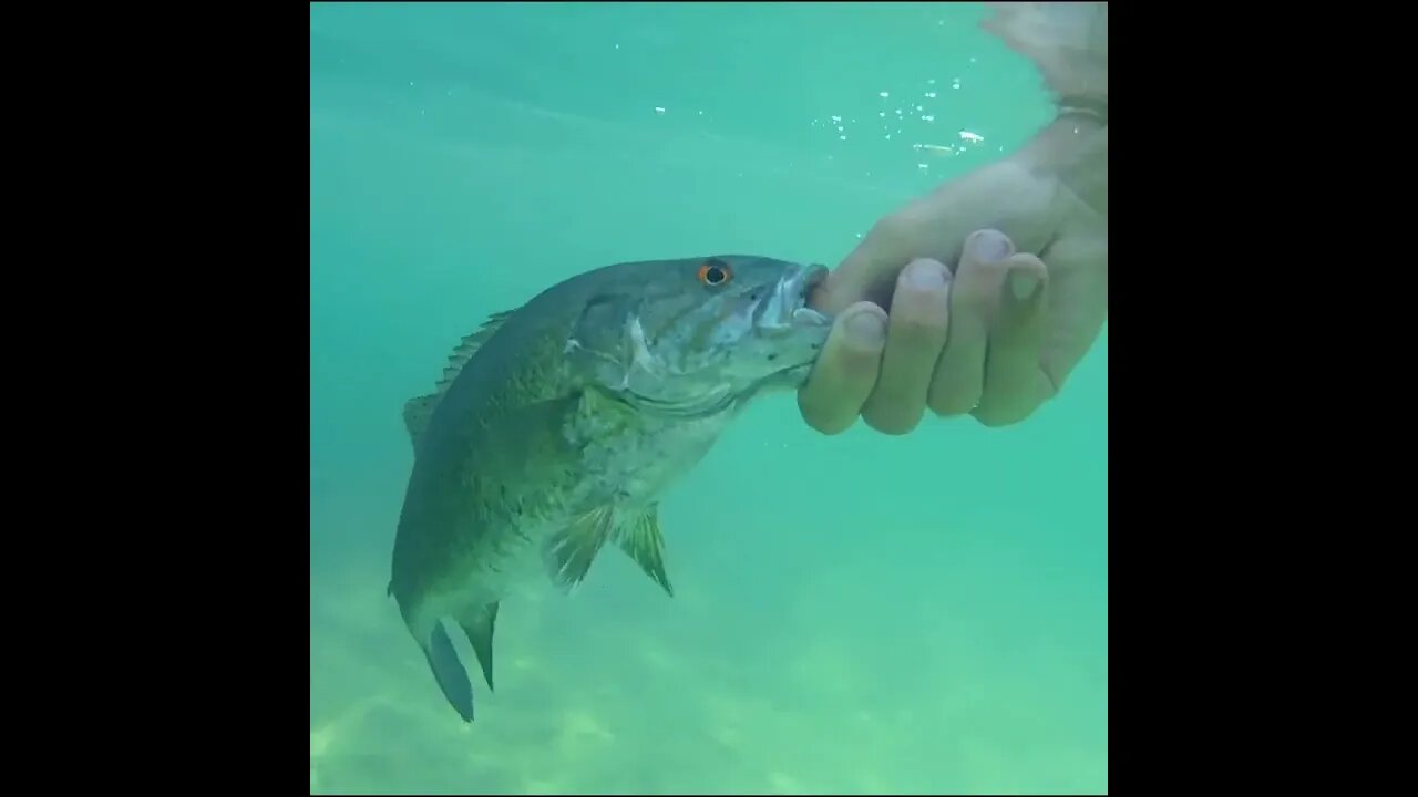 catch and release