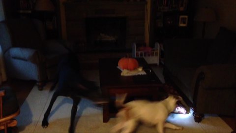 Funny Dog Chase Each Other Around A Coffee Table