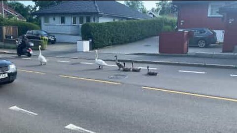 Cisnes relaxam no meio da estrada e criam fila enorme!