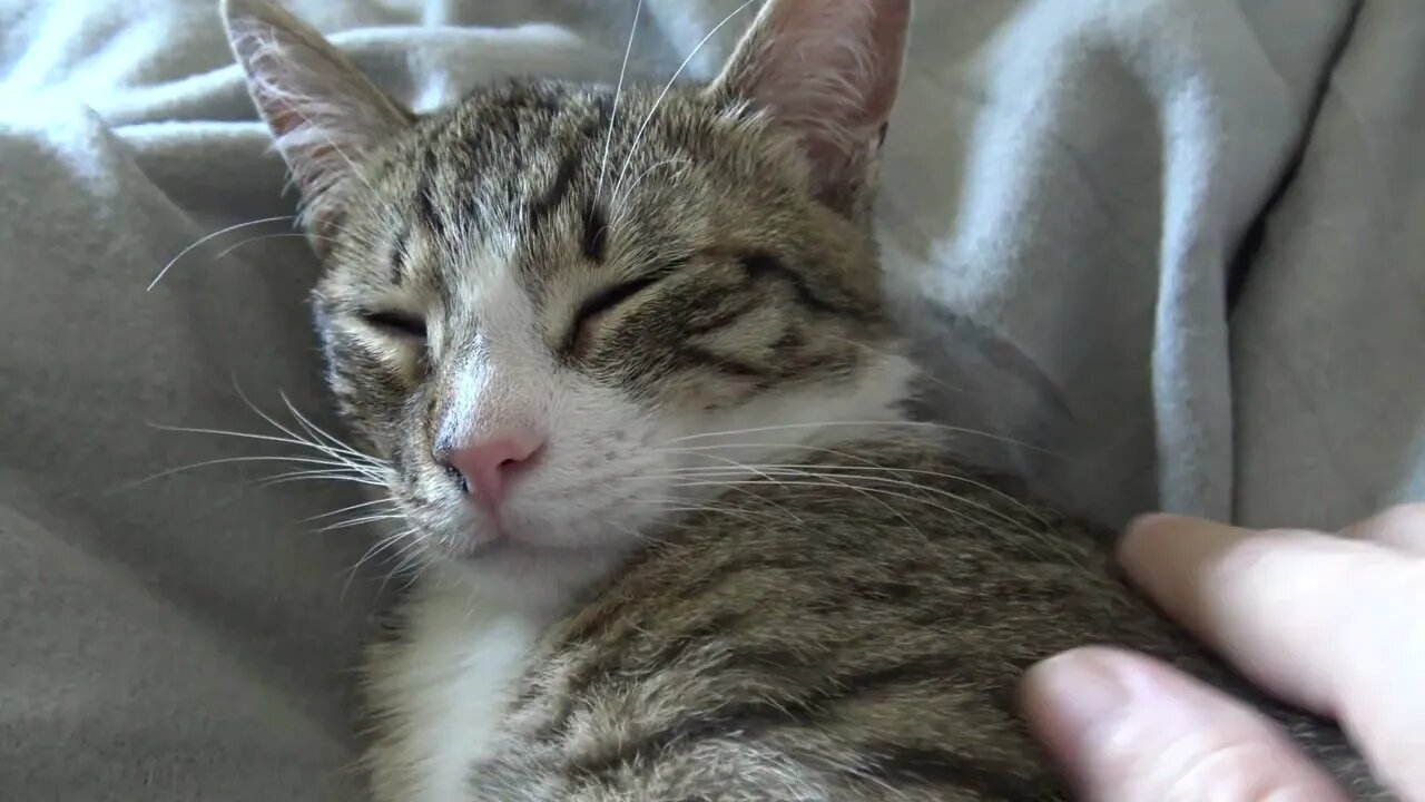 Baby Cat Purrs When He Is Relaxed and Sleepy