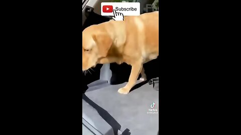 Funny animal's