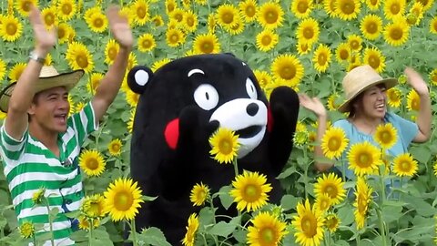 くまモンとひまわり🌻ひまわり畑（南阿蘇)