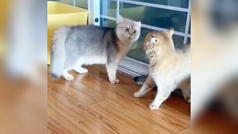 So funny cat video 🐈😂😂🤣