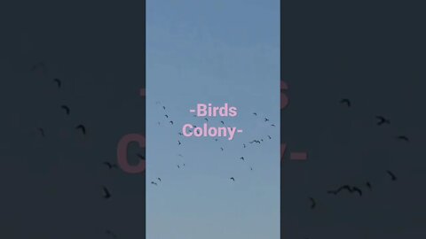 Birds Colony