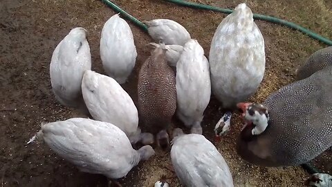 22 January 2023 Feeding the free range guinea fowl keets