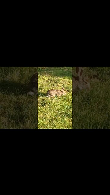 Hello Bunny! This one is different than the one in earlier vid ( I think they are a mated pair ! )