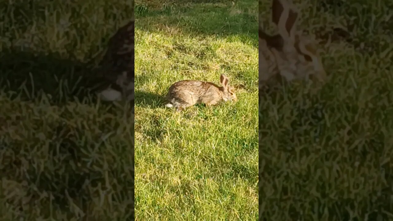 Hello Bunny! This one is different than the one in earlier vid ( I think they are a mated pair ! )