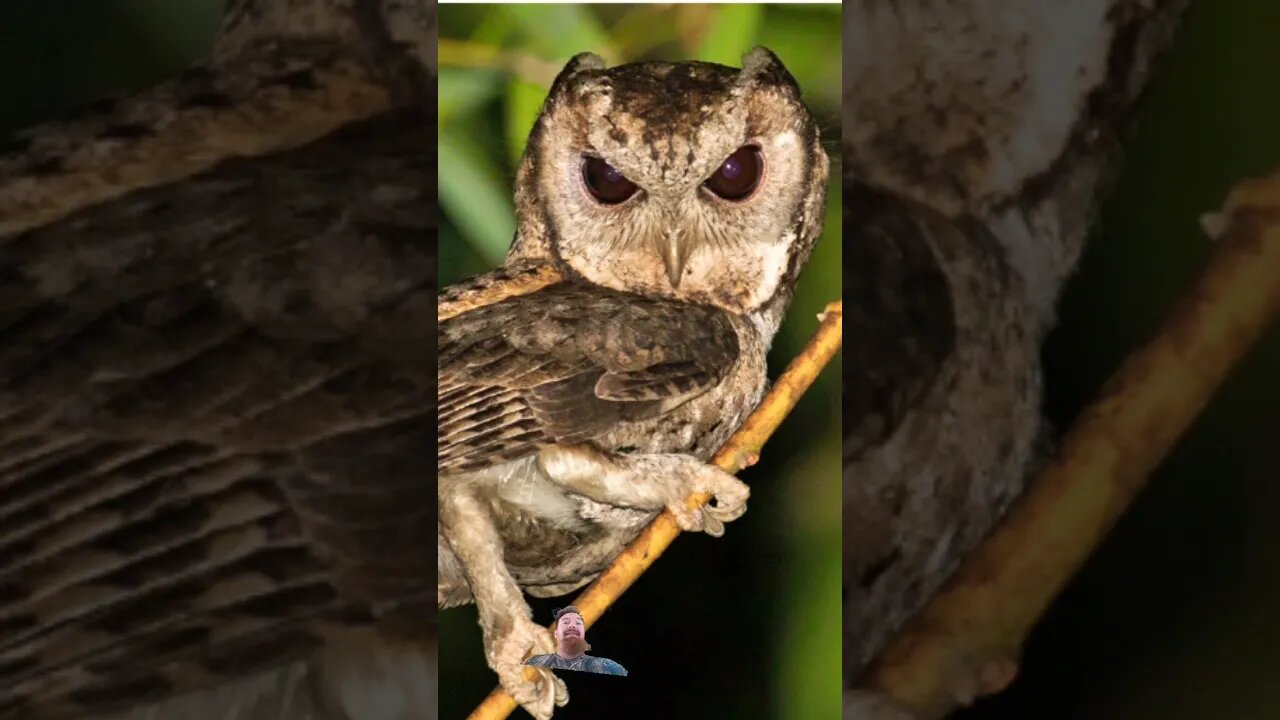 The Asian collared scops owl LOOK AT ITS EARS 😍