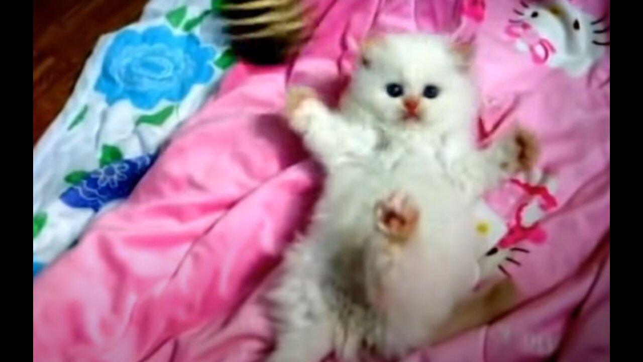 Funny little kitty