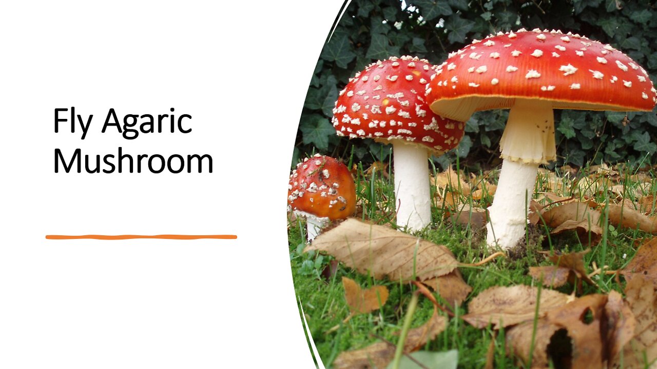 Fly Agaric Mushroom - Herbal Medicine