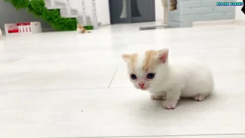 Kitten Willie teaches his sister to run